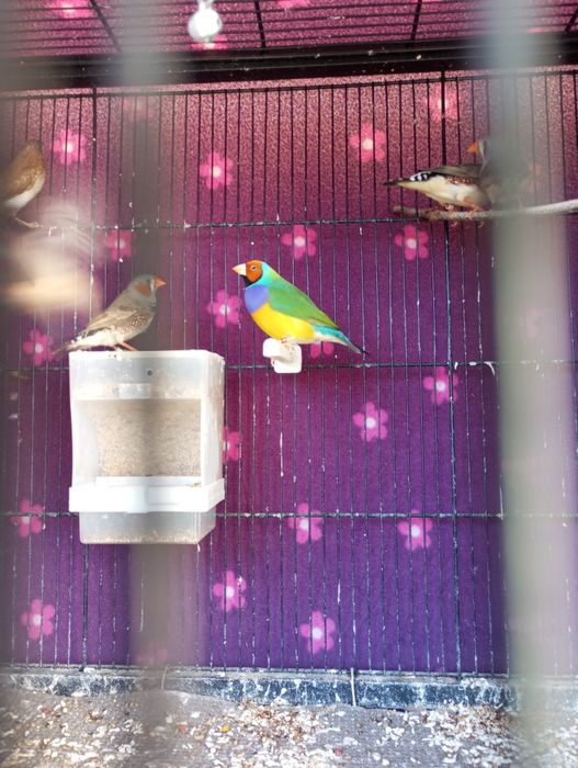 Diamantes Gould Machos