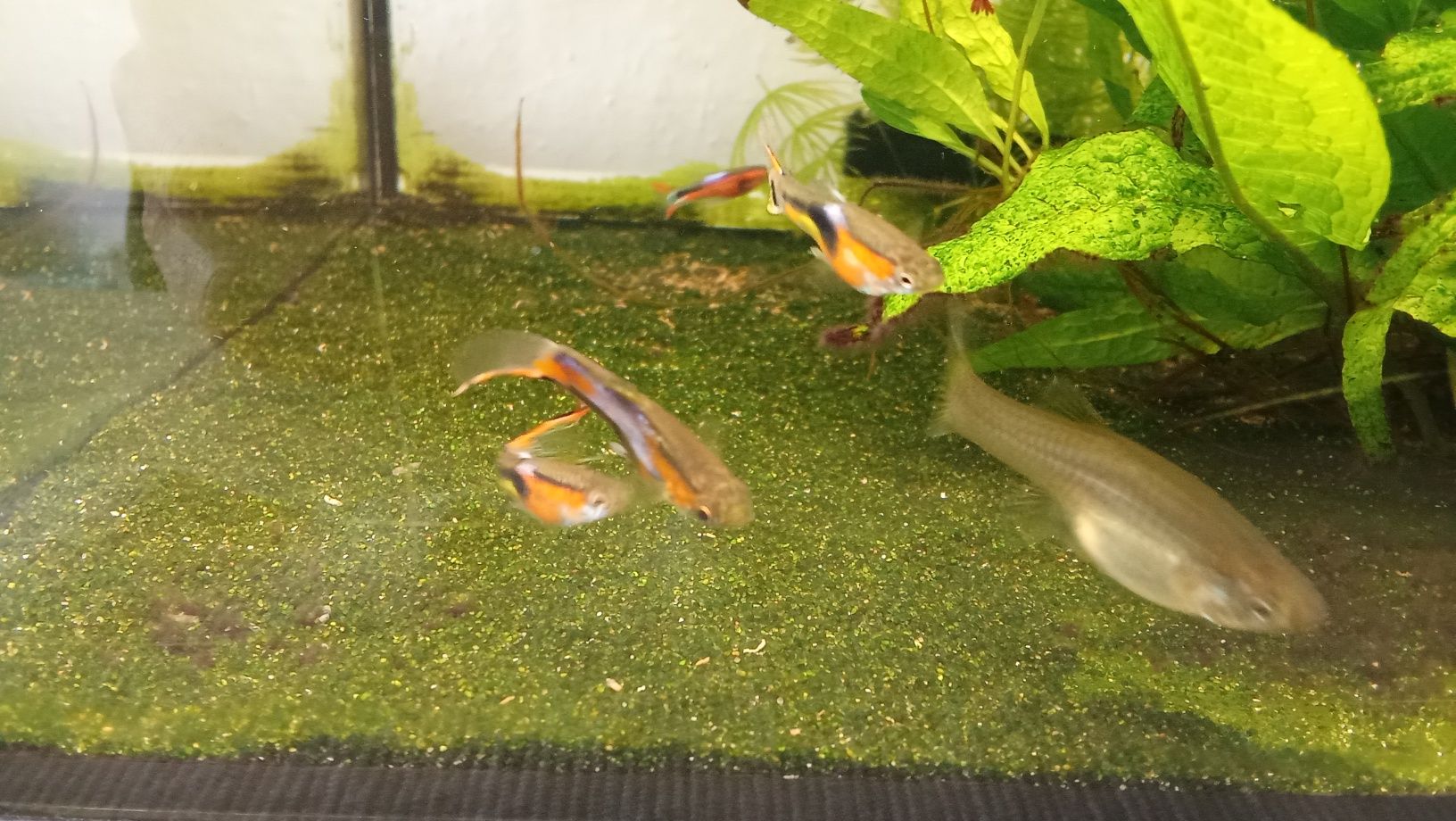 Gupiki endlera , multicolor