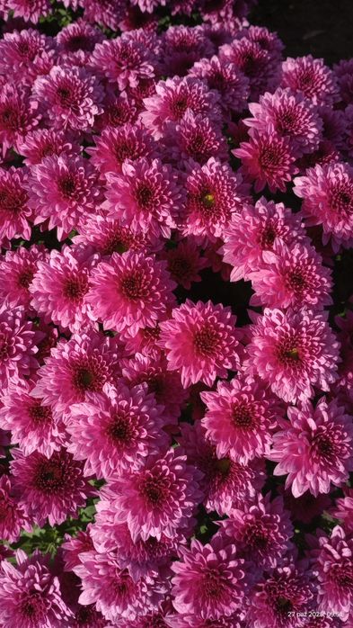 Chryzantemy sprzedam