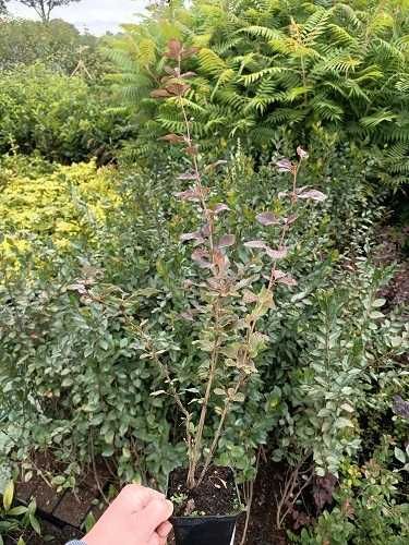 P9 Berberys vulgaris atropurpurea HURT-DETAL Dostawa