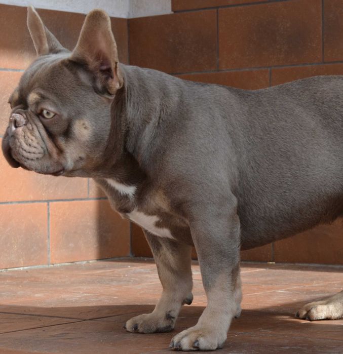 В'язка. Продажа . Французький бульдог Ізабелла тан