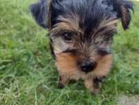 Yorkshire terrier - szczenię piesek