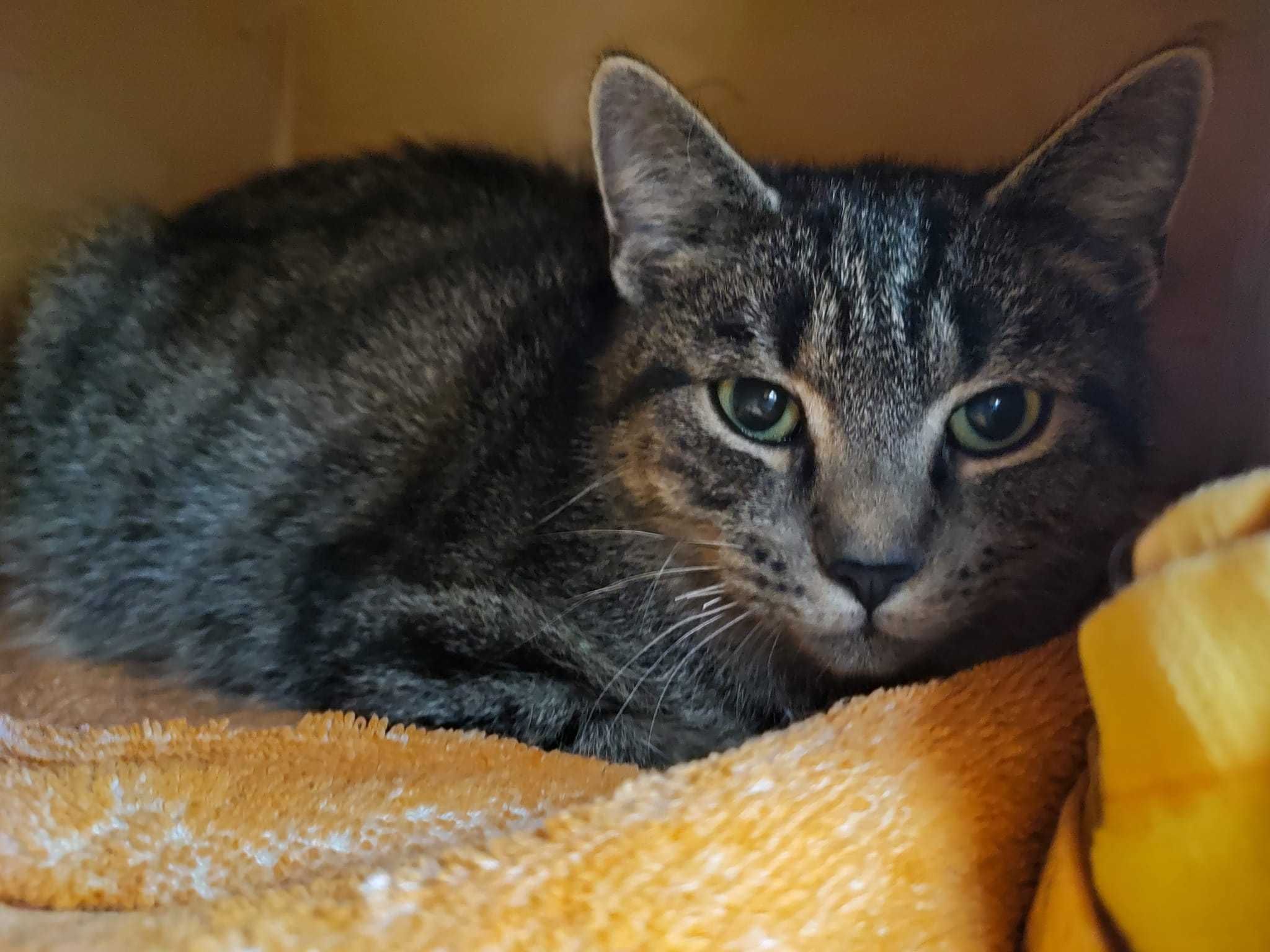 Tytus,Romek,około 5 mcz.Kocie Cudeńka czekaja na wspólną adopcję Żyrar