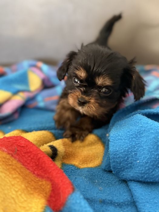 Cavalier King Charles Spaniel piesek