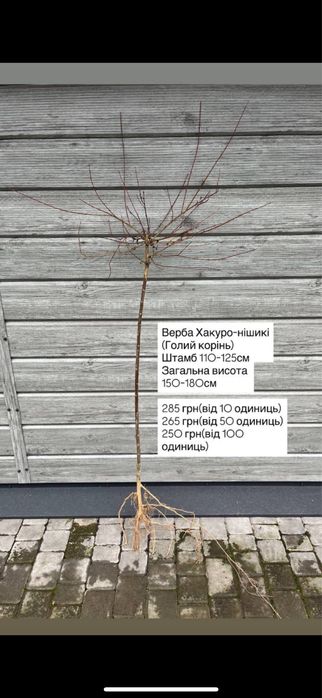 Верба Хакура-Нішікі,Маунт асо,Кілмарнок