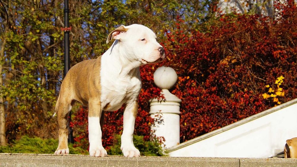 Amstaff z rodowodem, piekne szczenięta, bialoglowy samiec Louis