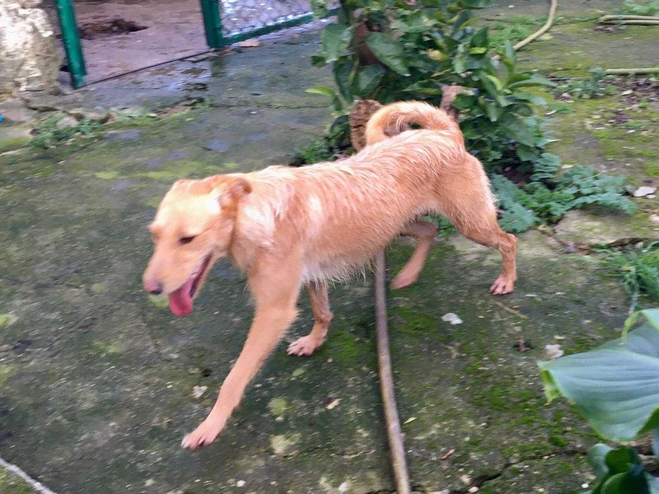 Cadelinha para adopção responável