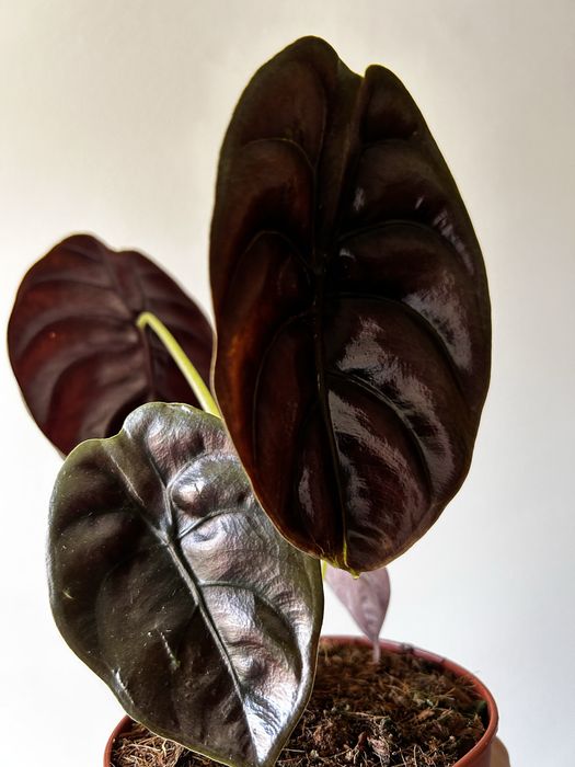 Alocasia Red cuprea secret