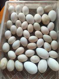 Качині і гусині яйця інкубаційні ,в інкубатор