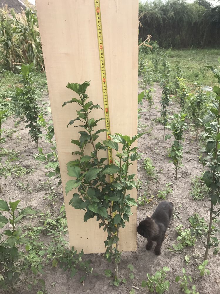 Гібіскус сірійський деревовидний саджанці 2-х літні