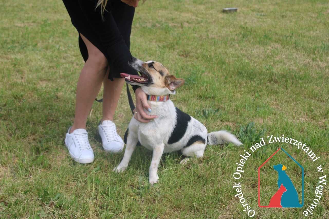 WESOŁY, MŁODY, śliczny, waży tylko 9 kg - Tomiś czeka na domek