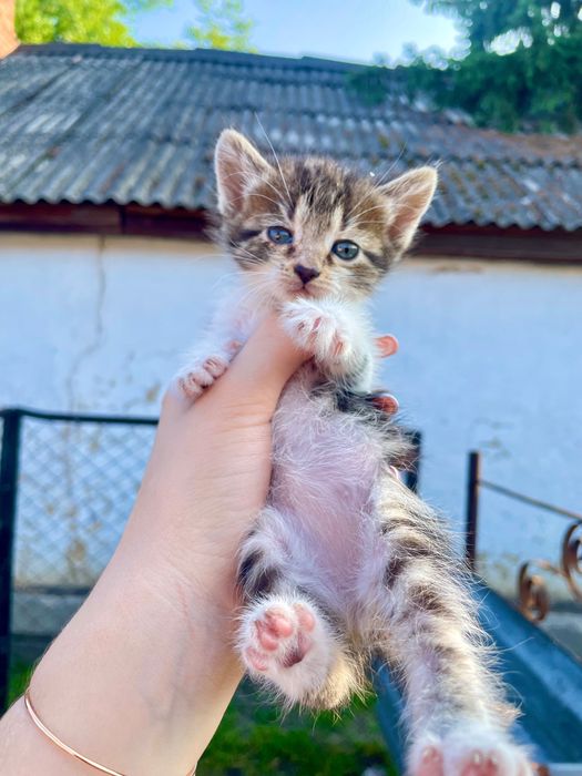Віддамо неймовірних кошенят