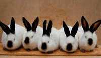Продам  кроликов