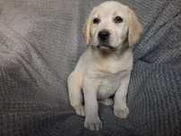 labrador retriever suczka biszkoptowa ZKwP ,FCI