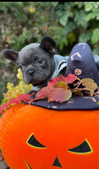 Шикарная мальчишка в голубом окрасе качество