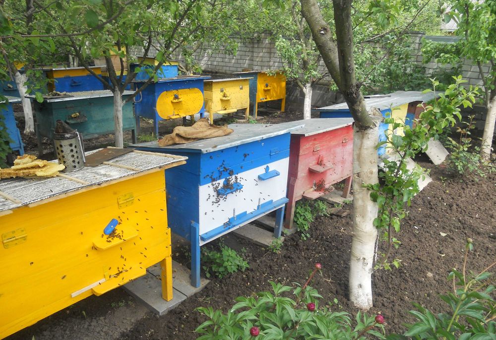 Продам бджолосім'ї