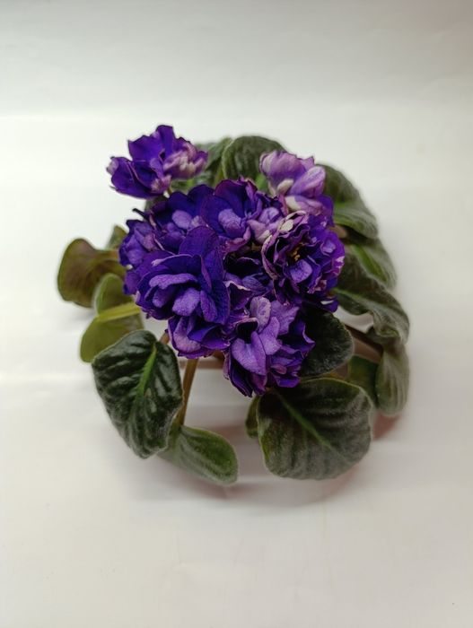 Фіалка фиалка Седой океан квіти цветы цветок