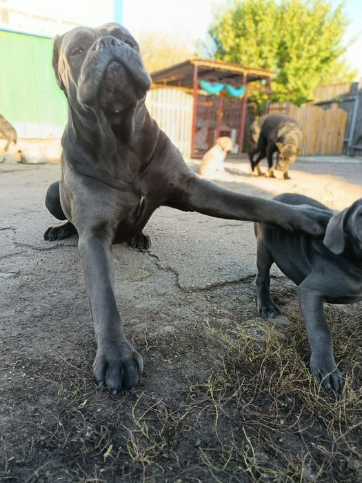 Продам цуценят кане-корсо