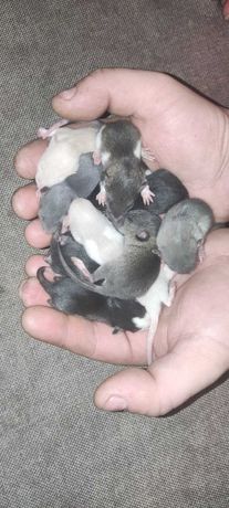 Малыши декоративной крысы