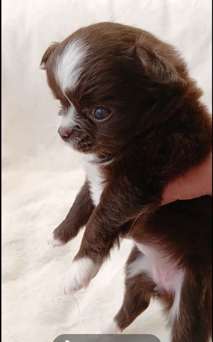 Дівчинка у Львові