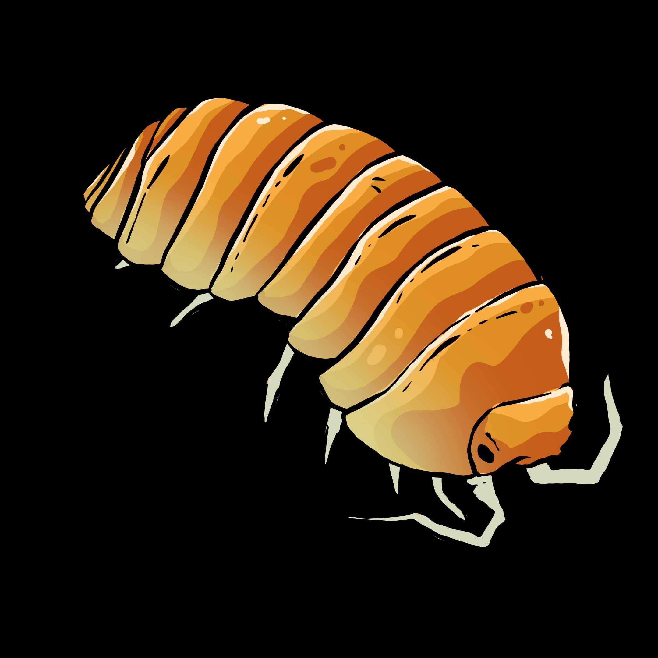 Armadillidium vulgare albino T+