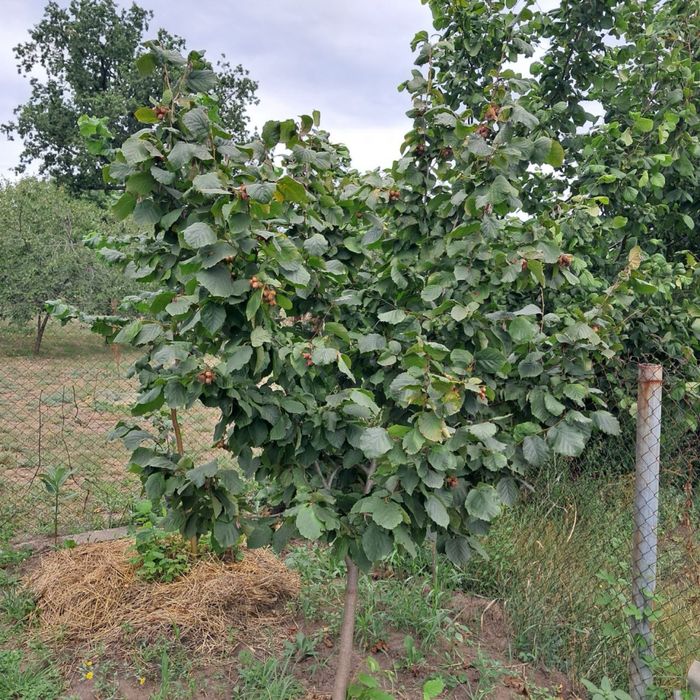 Фундук Саджанці без обману. Саженцы фундука
