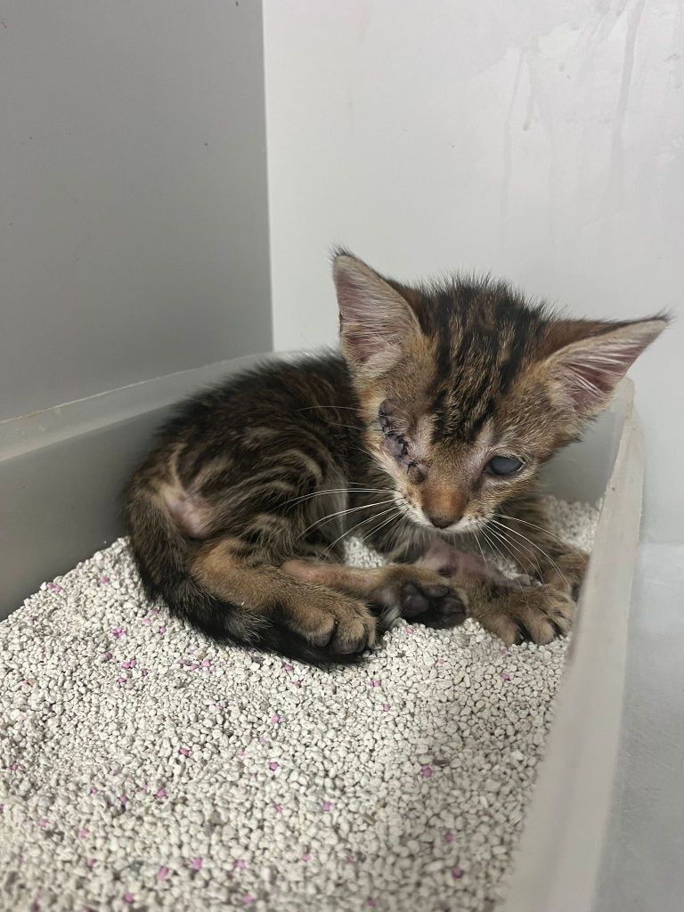 Gatinhos bebés com esterilização gratuita