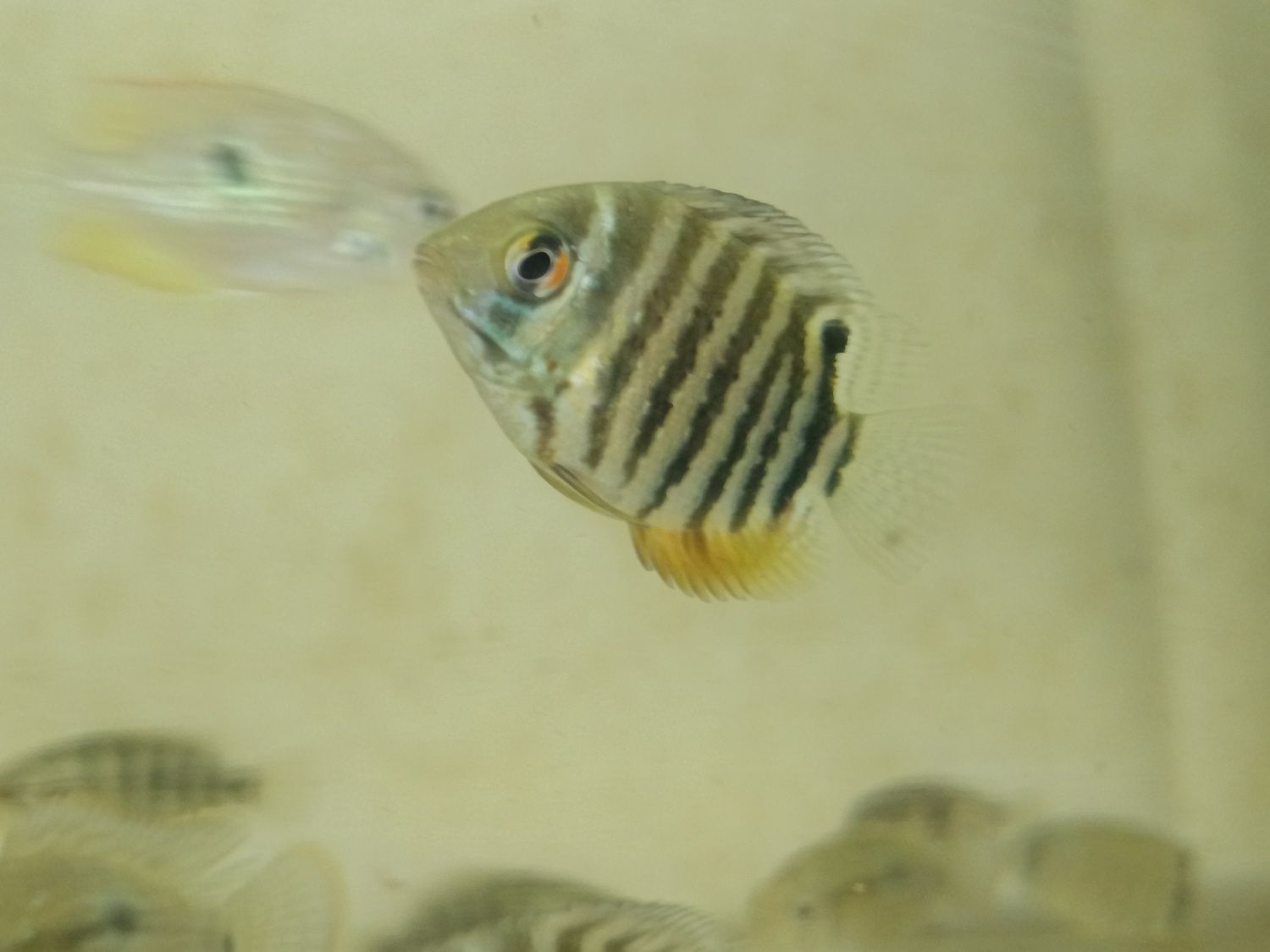 Tenho Heros  Severum jovens  para venda