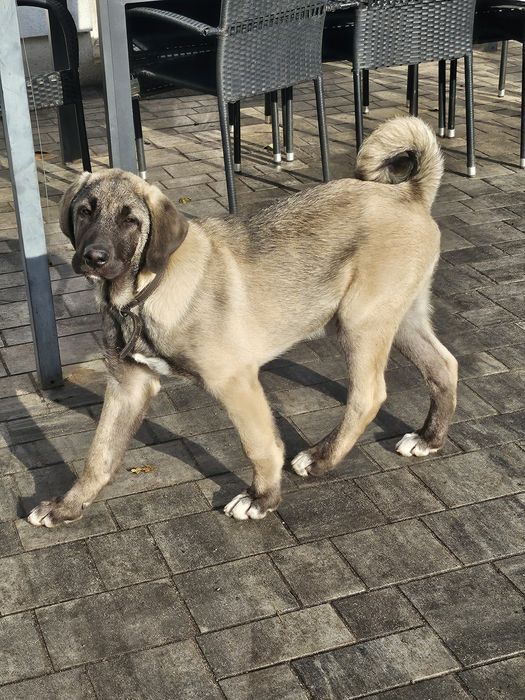 Kangal chlopiec FCI
