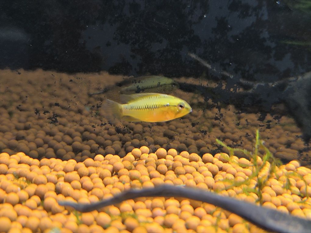 Apistogramma Hongsloi