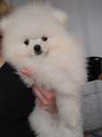 Piesek rasy szpic miniaturowy pomeranian, piesek miś
