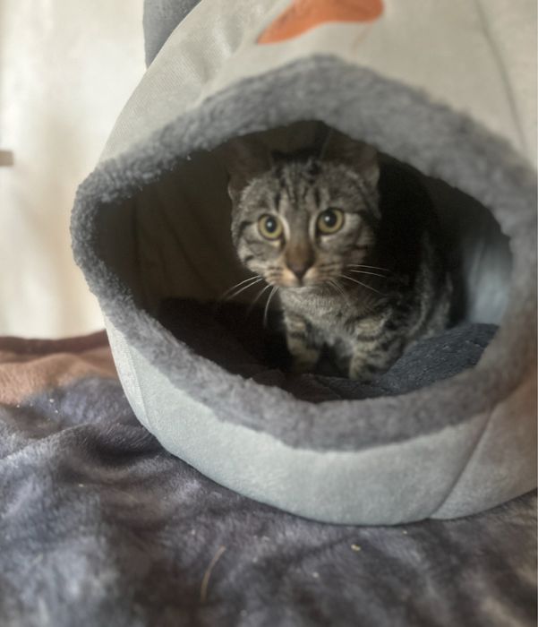 Loki - mały wojownik o łagodnym serduszku