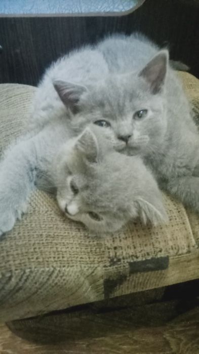 кошенята дівчинки