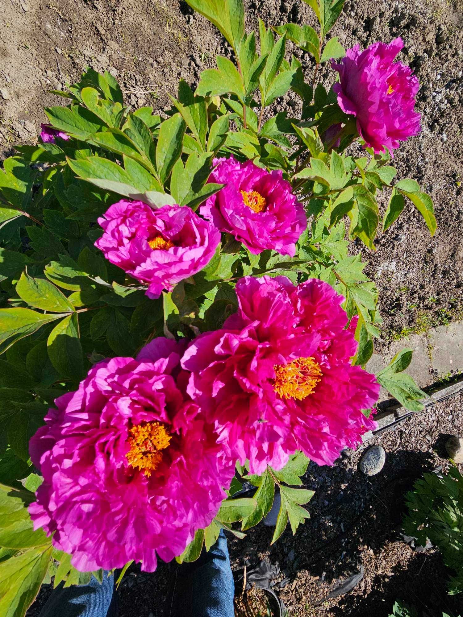 Piwonia drzewiasta purpurowa - Paeonia suffruticosa