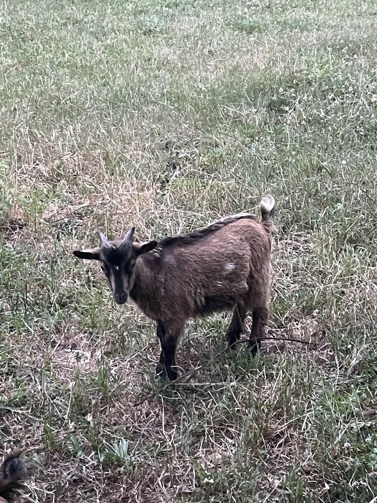 Cabrito anão macho