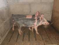 Leitoes para venda
