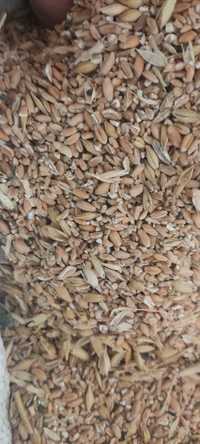 Отход пшеницы 3.5грн. для животных