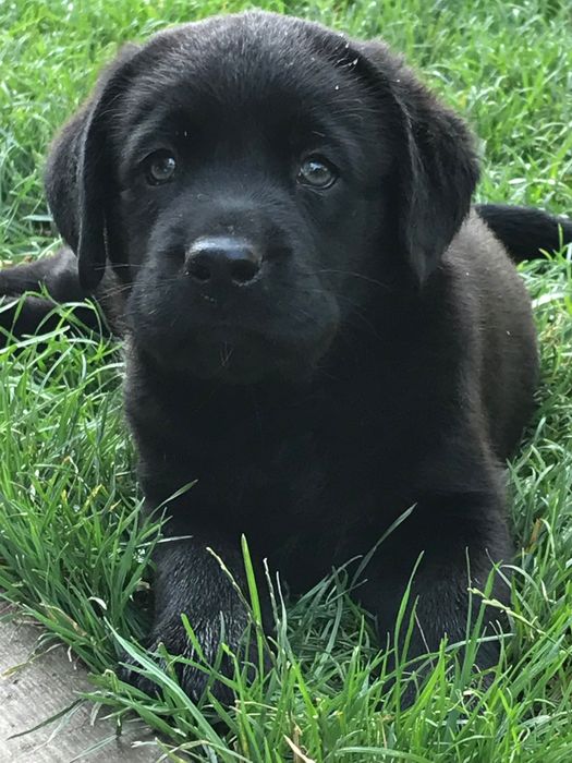 Щенки Лабрадор ретривер