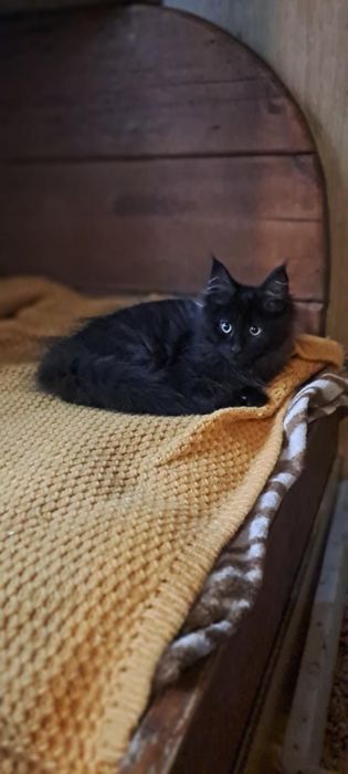 Кошенята Мейн -кун .Чарівні дітки