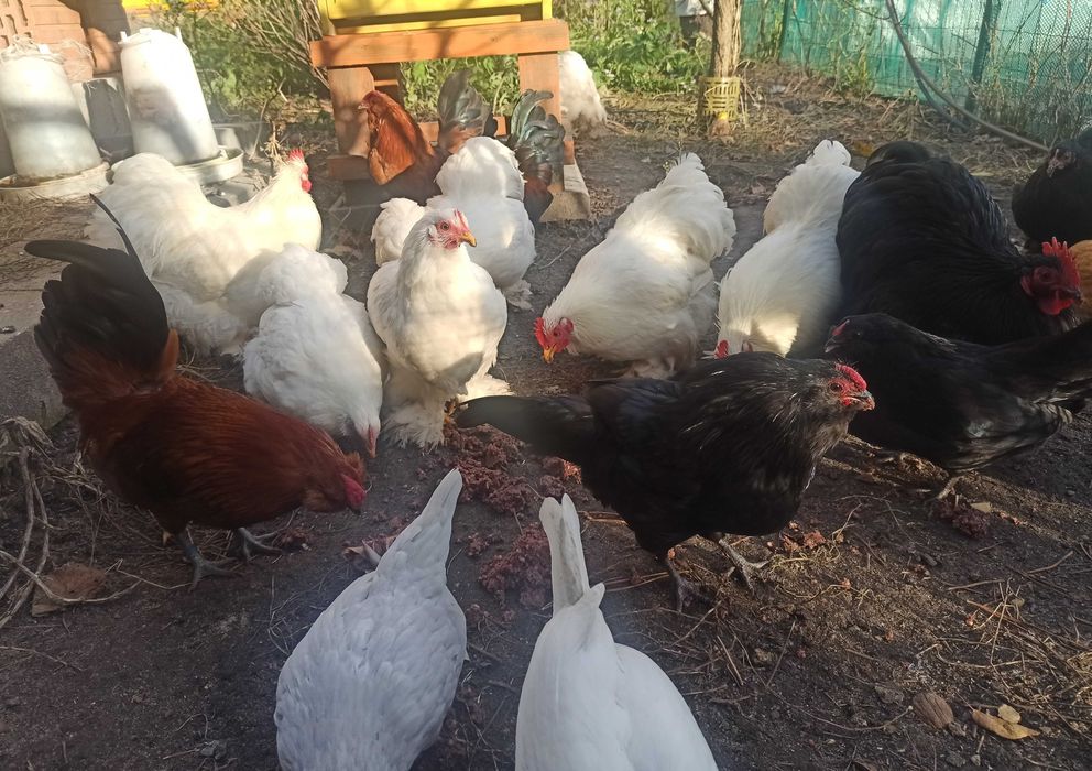 Oddam za darmo kurki rezerwacja do soboty