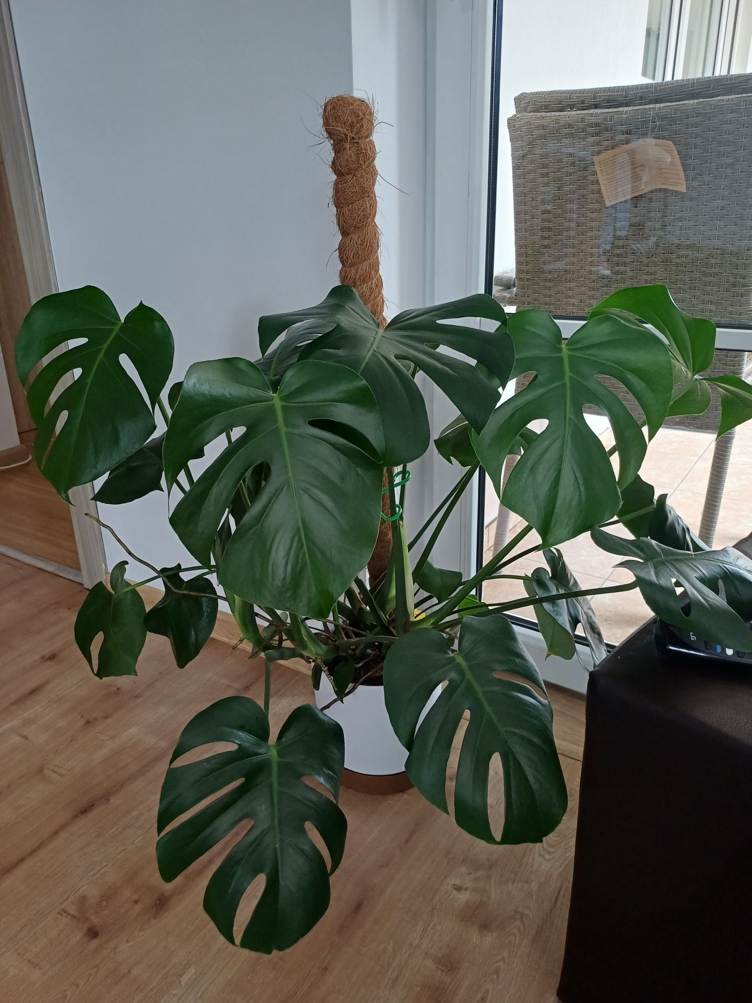 Monstera dziurawa