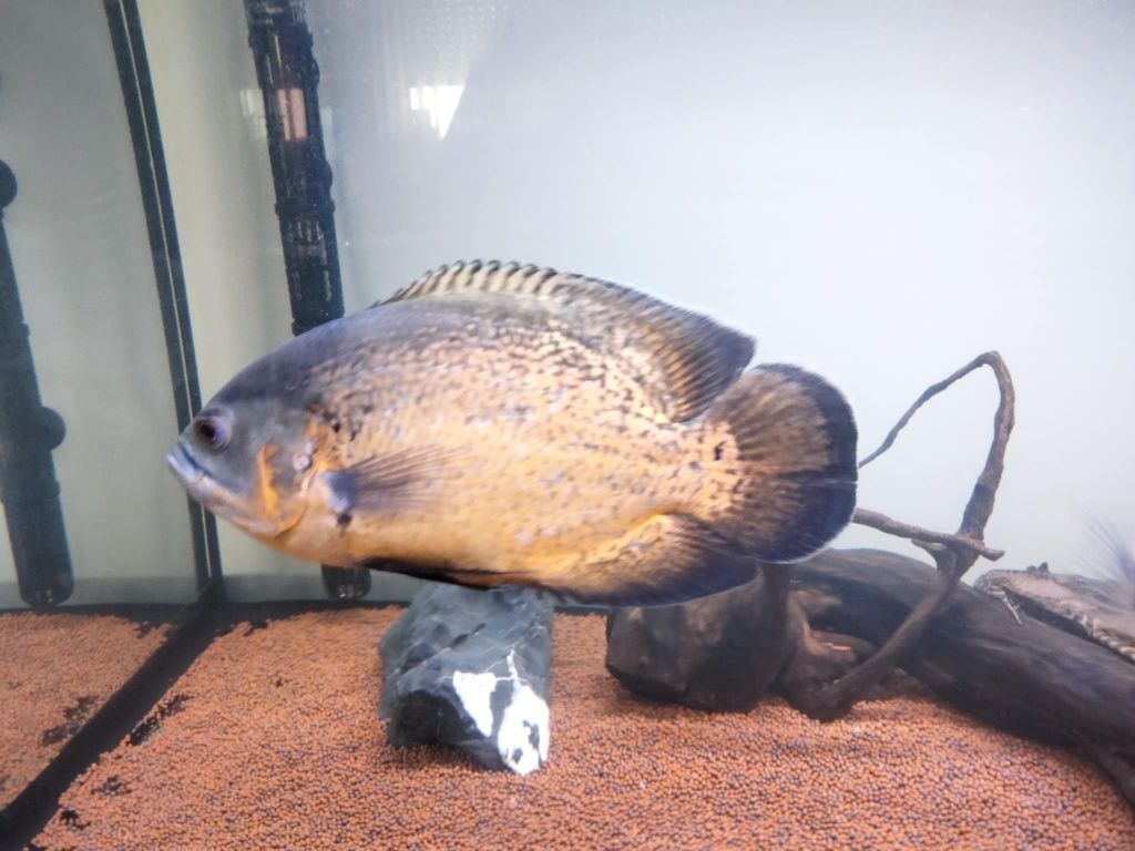 Vendo Peixes oscares