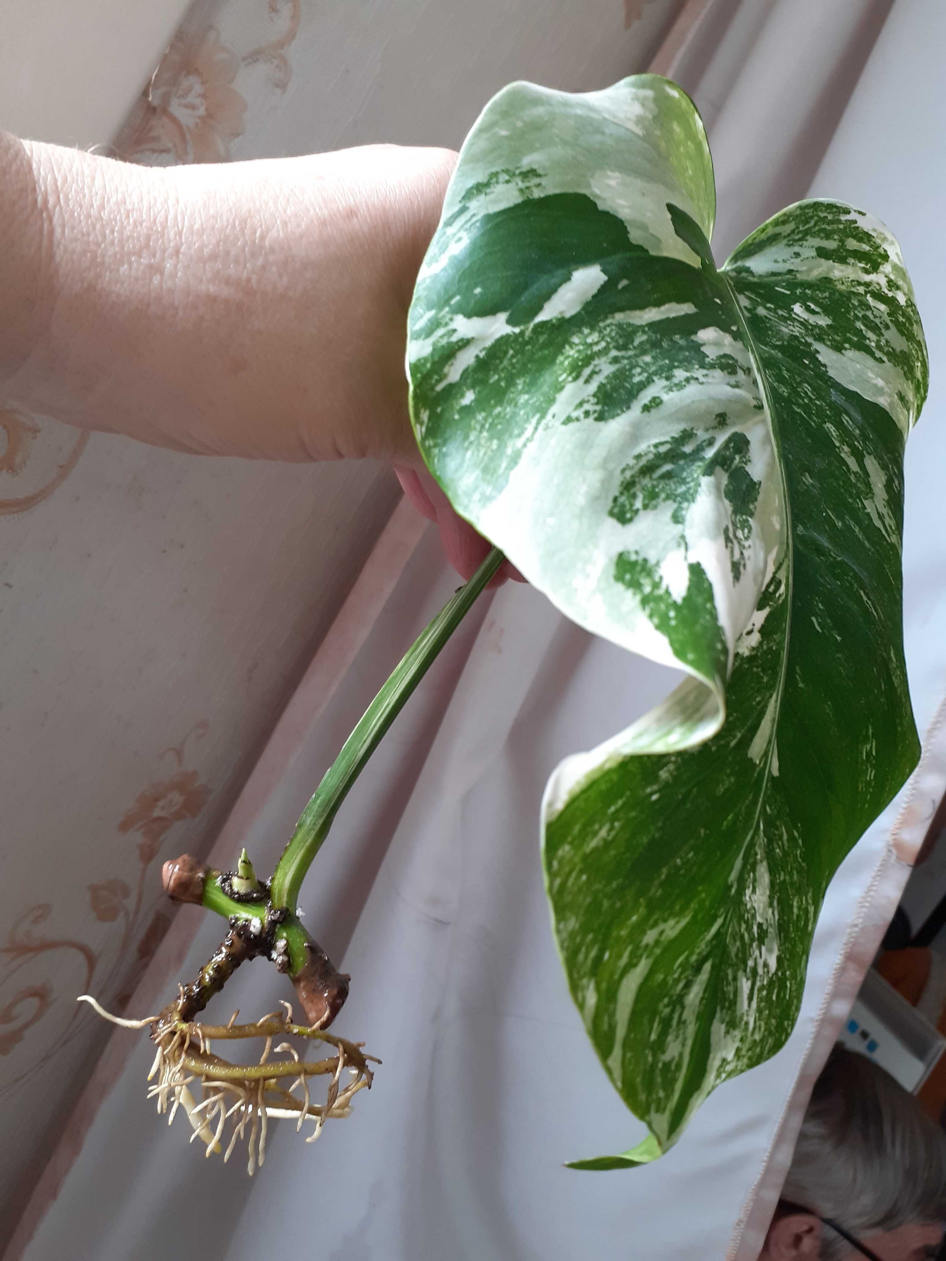 BIAŁA odmiana - Monstera VARIEGATA