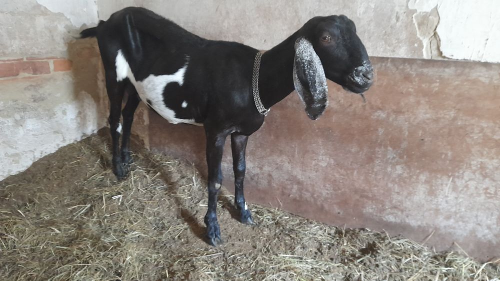 Нубийские козы и козёл