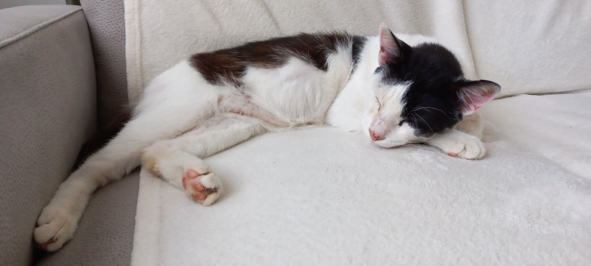 Gato para adoção