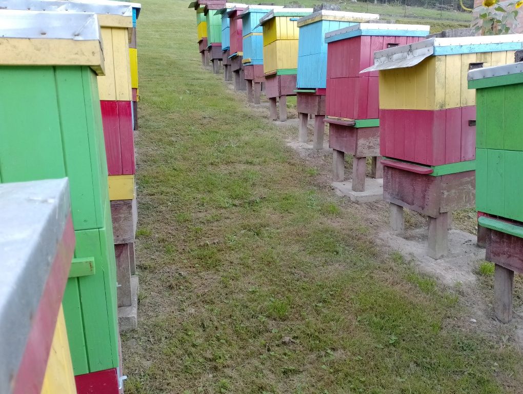 Ule, pszczoły,miód,pasieka,wosk,węza,pszczelarstwo,ramki,wielkopolskie