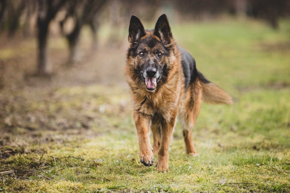 Szarik - pies w typie owczarka niemieckiego do adopcji!