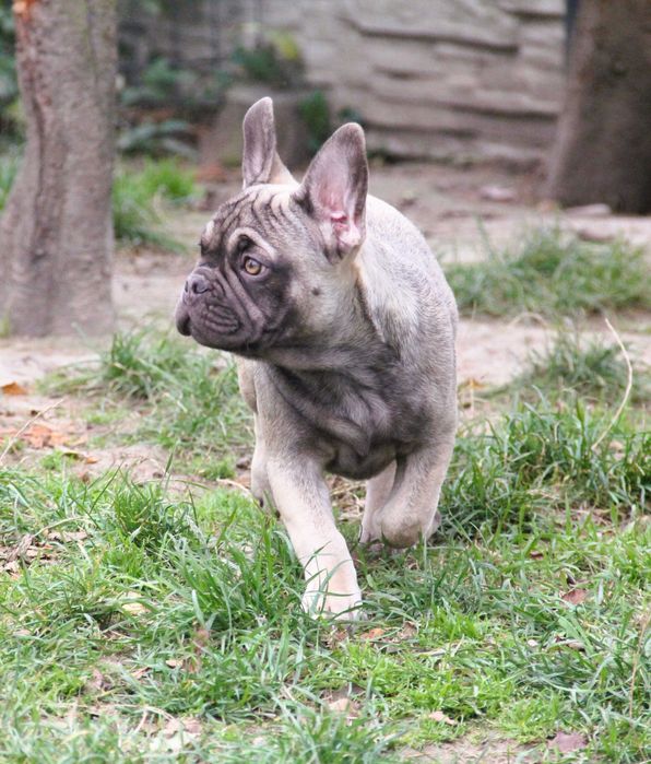 Buldog Francuski  chłopak z genem Fluffy