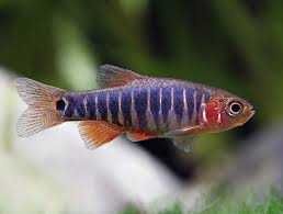 Danio Erythromicron