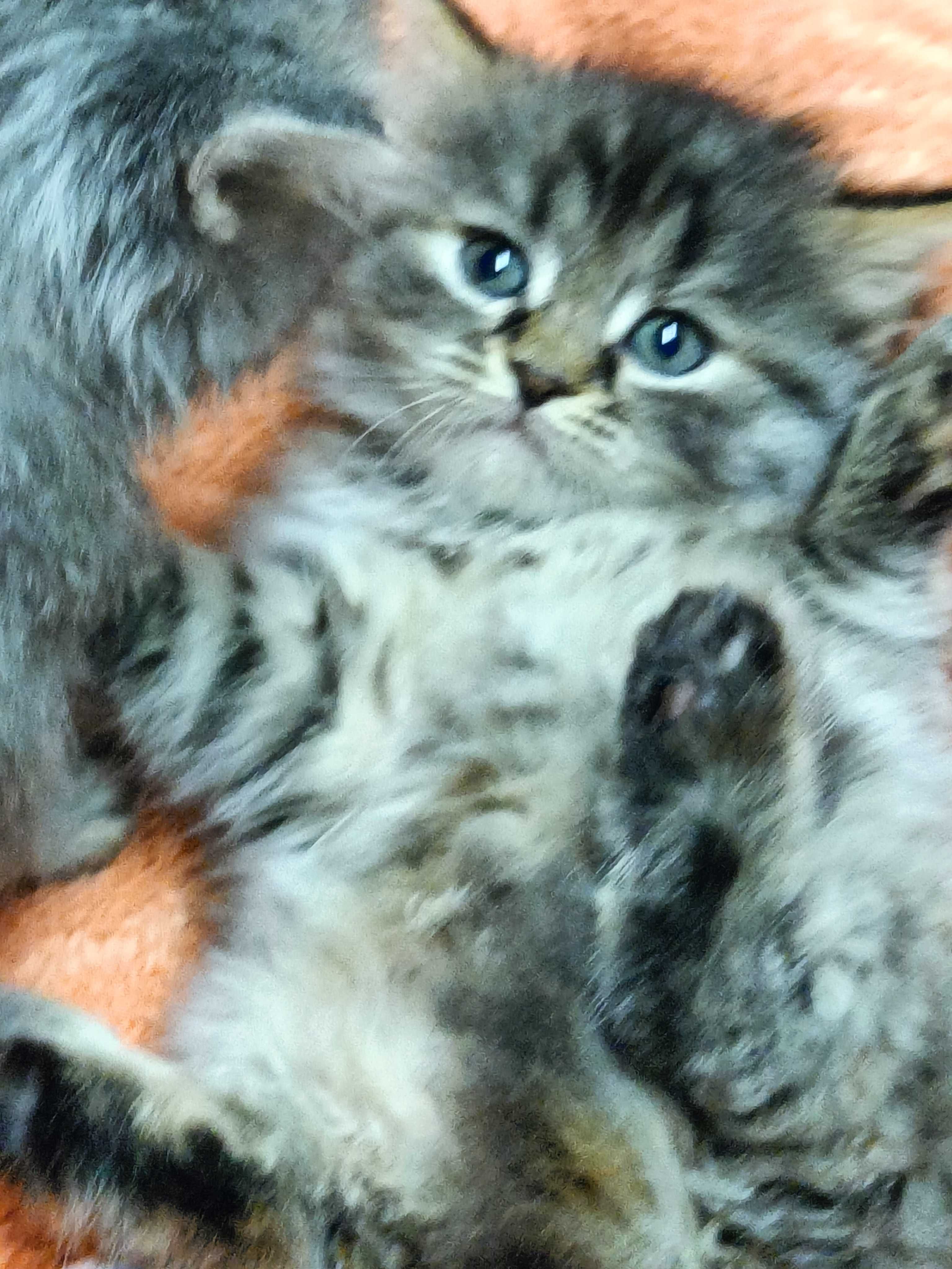 Отдам пушистых котят, возр. 1.5 мес.